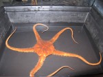 Giant Brittle Star